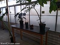 slo corpse flower03
