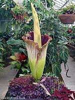 slo corpse flower13