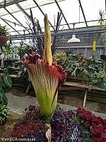 Corpse Flower