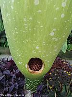 Drilled hole to allow for pollination