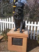 Sunol Dog Mayor