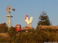 Giant Chickens