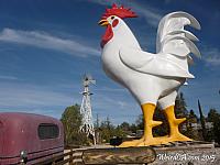 chicken ag13