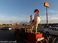 chicken banning 08