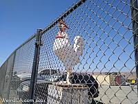 chicken morgan hill04