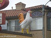 chicken sanpedro05
