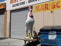 sylmar chicken13