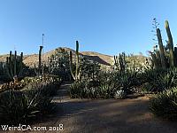 jurupa dinosaurs028