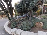 jurupa dinosaurs142