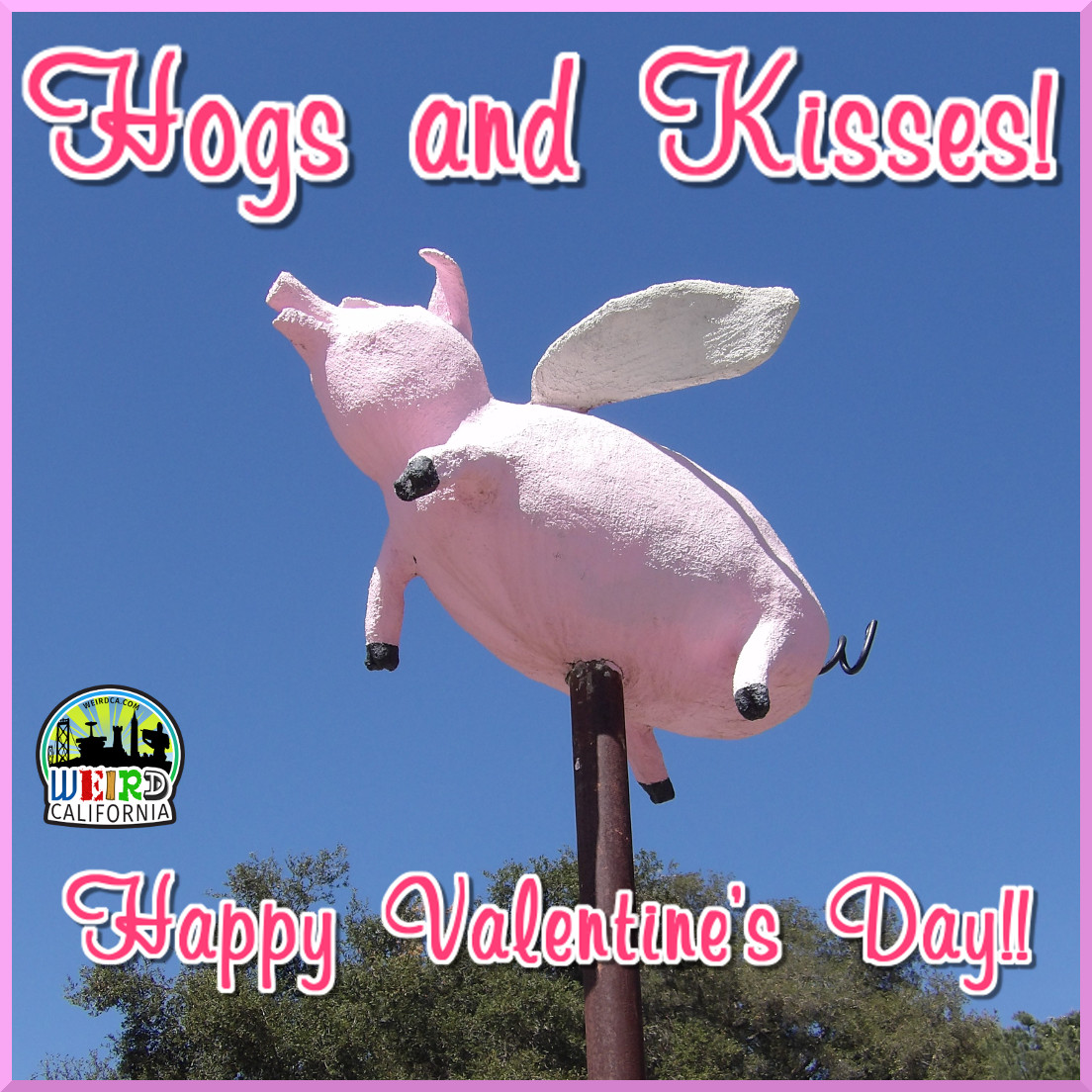 Hogs and Kisses