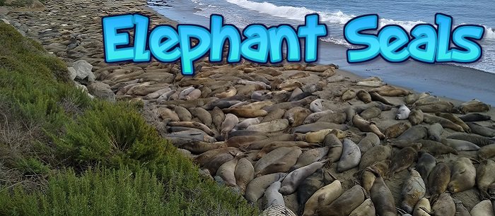 Elephant Seals