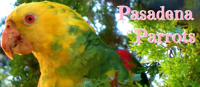 Pasadena Parrots