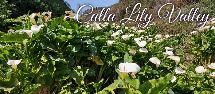 Between end of January and April, thousands of giant Calla Lilies bloom in this hidden valley!