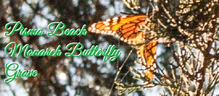 Thousands of butterflies migrate to Pismo Beach every year!